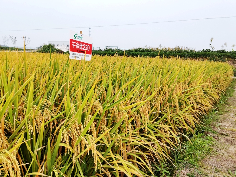 审定编号:国审稻20196117品种名称:荃优220申请者:江苏中江种业股份