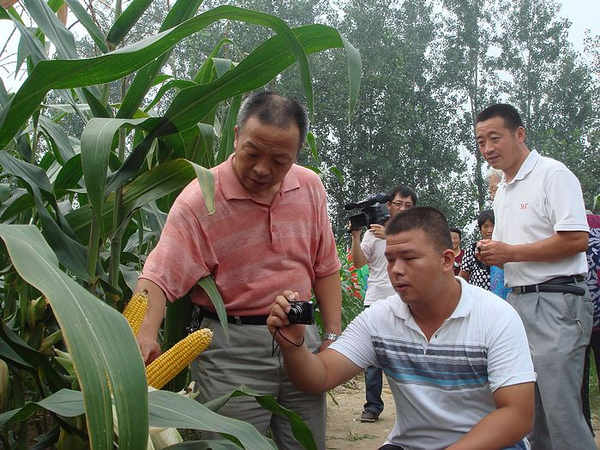 参会者高度评价“中江玉703”的种植表现